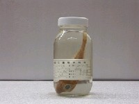 藏品(紅雙角魚)的圖片